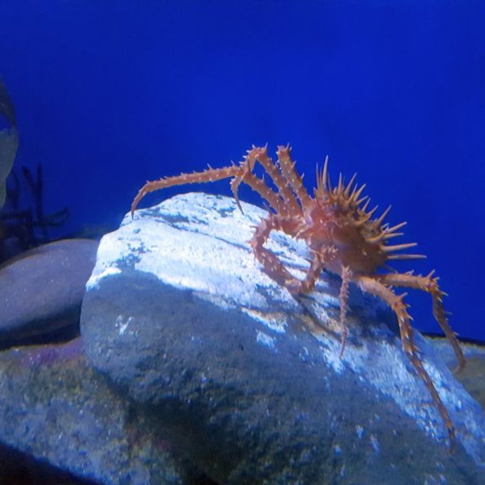 LONELY CRAB ~ 8" X 10" Photography